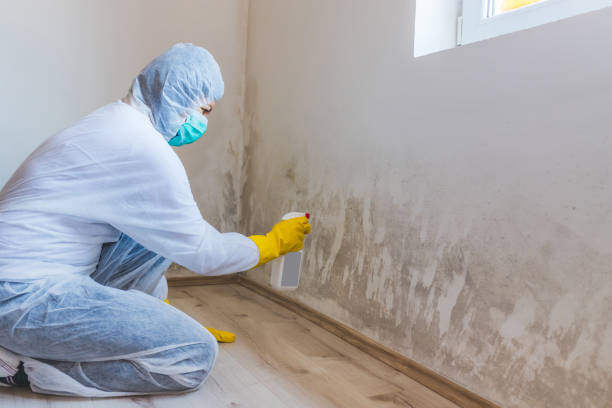 Licensed Mold Cleanup service in Chatham, VA - WQB Mold Removal