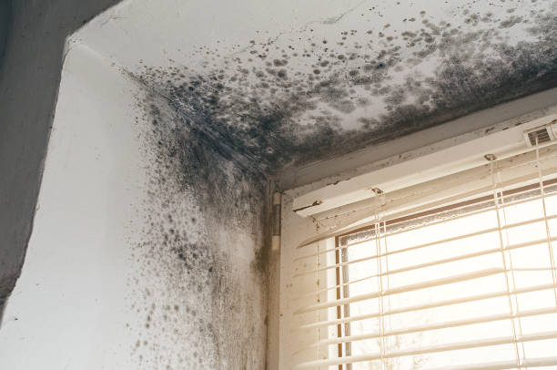 Affordable Mold Cleanup solutions in Chatham, VA