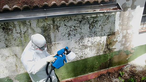 Top rated local Mold Cleanup specialists in Chatham, VA